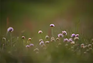 Wildflowers blooming in the summer, Shetland Islands, Scotland, United Kingdom