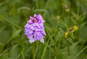 Wildflowers blooming in the summer, Shetland Islands, Scotland, United Kingdom
