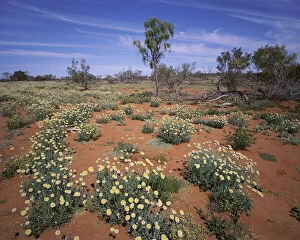 Beautiful Australian Wildflowers Collection: Wildflowers and daisies in Sturt Stony Desert, New South Wales, Australia