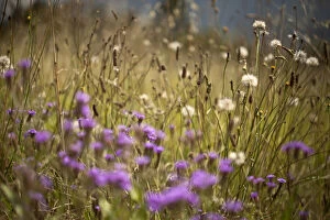 Beautiful Australian Wildflowers Collection: Wildflowers and dandelions