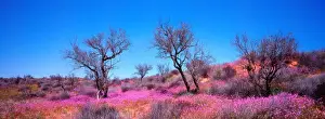 Julie Fletcher Prints: Wildflowers roxby downs