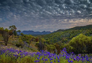 Beautiful Australian Wildflowers Collection: Wildflowers in the spring at Bunaroo valley in the southern region of Flinders Ranges National