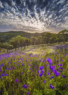 Wildflowers in the spring at Bunaroo valley in the southern region of Flinders Ranges National Park, South Australia