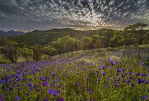 Wildflowers in the spring at Bunaroo valley in the southern region of Flinders Ranges National Park, South Australia