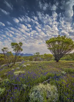 Images Dated 14th September 2015: Wildflowers in the spring at Bunaroo valley in the southern region of Flinders Ranges National Park