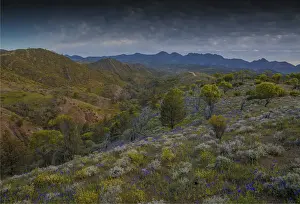Semi Arid Prints: Wildflowers in the spring at Bunaroo valley in the southern region of Flinders Ranges National Park