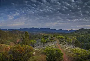 Semi Arid Prints: Wildflowers in the spring at Bunaroo valley in the southern region of Flinders Ranges National Park