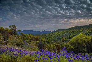 Wildflowers in the spring at Bunaroo valley in the southern region of Flinders Ranges National Park, South Australia