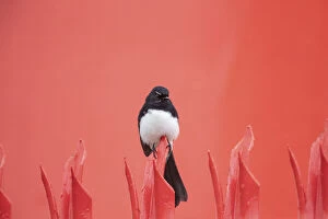 Lea Scaddan Collection: Willie Wagtail