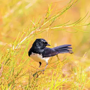 Willie wagtail