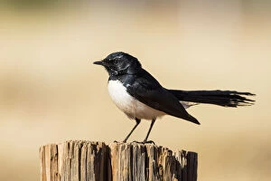Images Dated 16th August 2015: Willie Wagtail Brid (Rhipidura leucophrys)