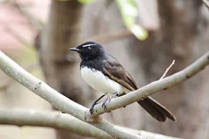 Willie wagtail perching on branch Willie wagtail perching on branch