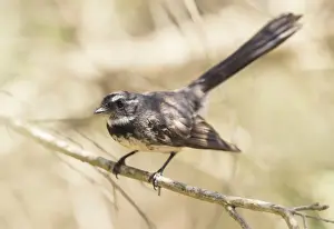 Willie Wagtail (Rhipidura leucophrys) perched on a branch