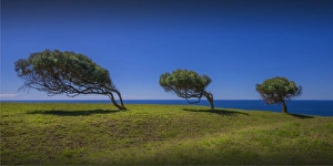 Windblown trees at Point Howe, Norfolk Island, South Pacific Windblown trees at Point Howe, Norfolk Island, South Pacific