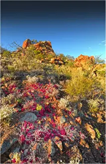 Images Dated 27th July 2011: Winter bloom of wildflowers, in the Arkaroola area of the Flinders Ranges, South Australia