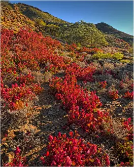 Winter bloom of wildflowers, in the Arkaroola area of the Flinders Ranges, South Australia