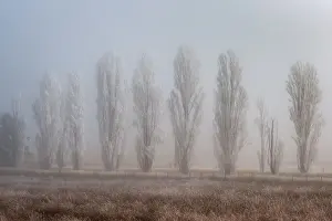 Brook Attakorn Prints: Winter forest