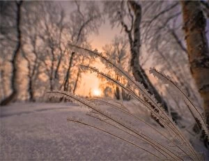 Images Dated 7th February 2017: Winter glow and iced over branches near Abisko, Lapland, Sweden
