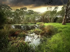 : Winter Light at Braeside Park Wetlands