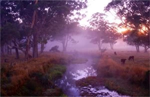 Images Dated 28th March 2008: Winter Morning near Paradise, Central Tasmania, Australia