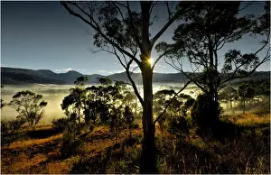 Winters morning with mist rising at dawn in the Huon Valley in southern Tasmania
