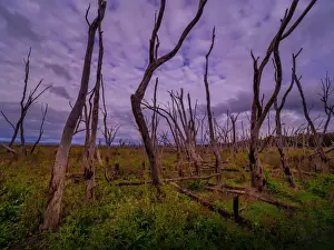 Images Dated 2022 June: Winton Wetlands, Wangaratta district, Central Victoria