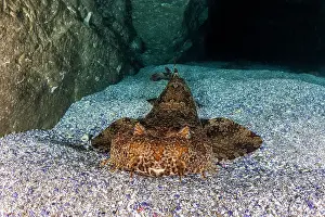Prints of Shark Discover the beauty and vulnerability of Australia's sharks: Wobbegong shark inside a cave, Jervis Bay Marine Park
