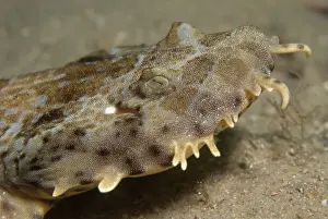 Prints of Wobbegong sharks are a well camouflaged bottom dwelling shark with patterns resembling a carpet. Hence they are commonly referred to as carpet sharks Discover the beauty and vulnerability of Australia's sharks: Wobbegong shark profile