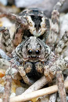 : Wolf Spider