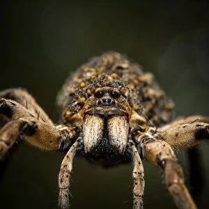 Australian Spiders Collection: Wolf Spider (Lycosidae), Australia