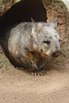 Wombat Collection: Wombat at burrow, (Vombatus ursinus hirsutus), Australia