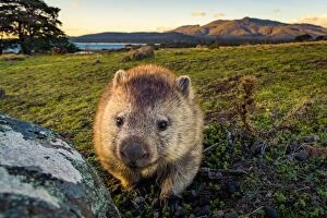 Images Dated 15th May 2016: Wombat at Lesueur Point with mt mt Maria at the background. Maria Island, Tasmania