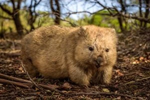 Images Dated 15th May 2016: Wombat at Maria island, Tasmania