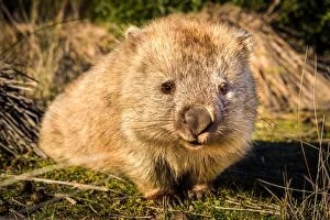Images Dated 15th May 2016: Wombat at Maria island, Tasmania