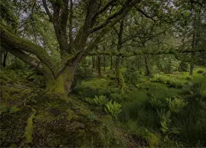 Woodland Prints: Woodlands near loch Awe