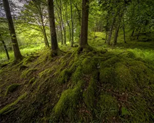 Woodlands along the shores of loch Awe