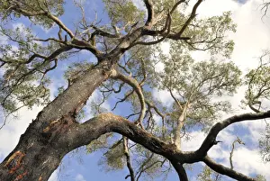 Worm s-eye view of a eucalyptus - or gum tree which has produced resin, Ambergate Reserve, Busselton, Western Australia, Australia