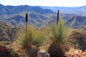 Xanthorrhoea. Arkaroola. South Australia Xanthorrhoea. Arkaroola. South Australia