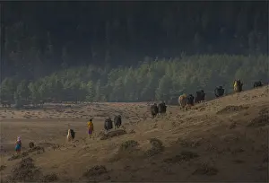Yak herding, Wangdu province, Eastern Himalayas, Bhutan