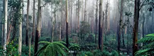 Travel Destination Prints: Yarra Ranges National Park, Black Spur, Victoria, Australia