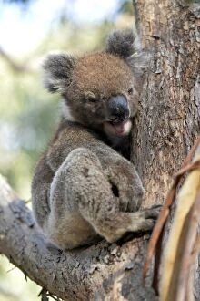 Images Dated 9th March 2015: Yawning Koala