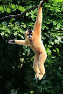 Yellow Cheeked Gibbon, (Nomascus gabriellae) Yellow Cheeked Gibbon, (Nomascus gabriellae)
