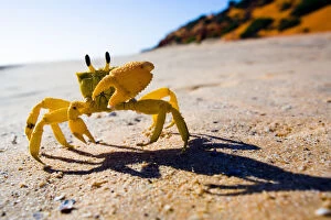 Images Dated 15th October 2014: Yellow crab moving on sand