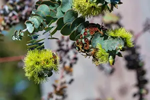 Yellow Eucalyptus Gum Blossom