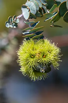 Images Dated 9th August 2019: Yellow Eucalyptus Gum Blossom