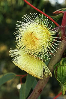 Images Dated 6th June 2023: Yellow Eucalyptus Gum Blossom