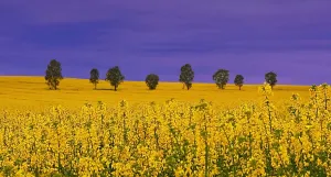 Photo Art Prints: Yellow fields