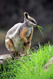 Naturfotografie & Sohns Wildlife Photography Collection: Yellow-footed Rock Wallaby, (Petrogale xanthopus)