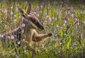 The Yellow footed Wallaby, an endangered species found in the Flinders Ranges national park, South Australia