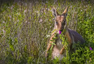Wallaby Prints: The Yellow footed Wallaby, an endangered species found in the Flinders Ranges national park